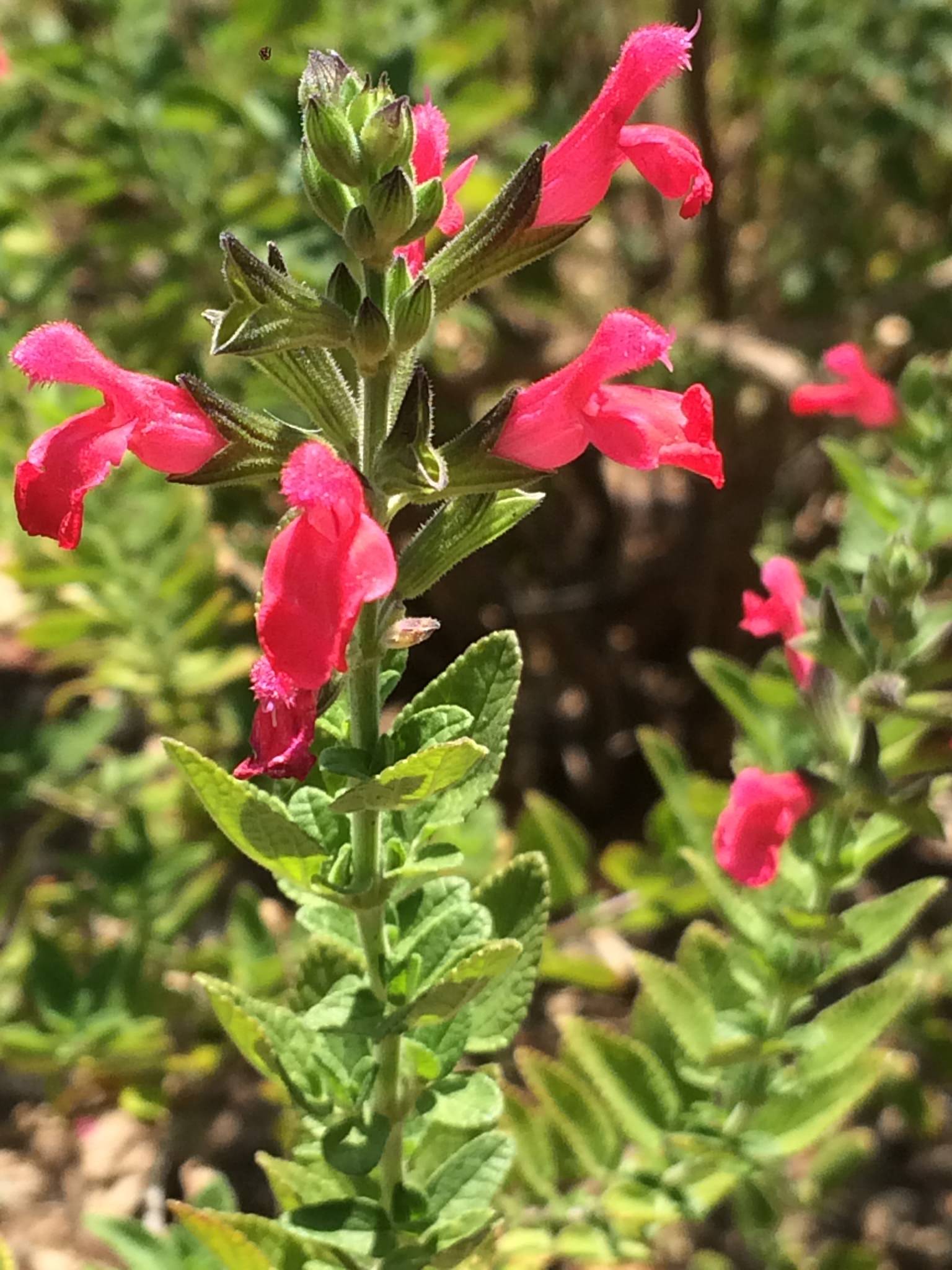 Salvia microphylla
